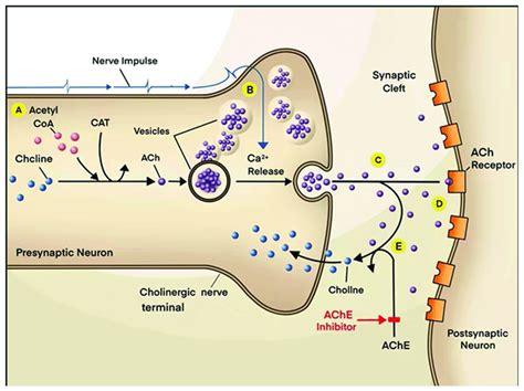 lack of acetylcholinesterase in the synaptic cleft